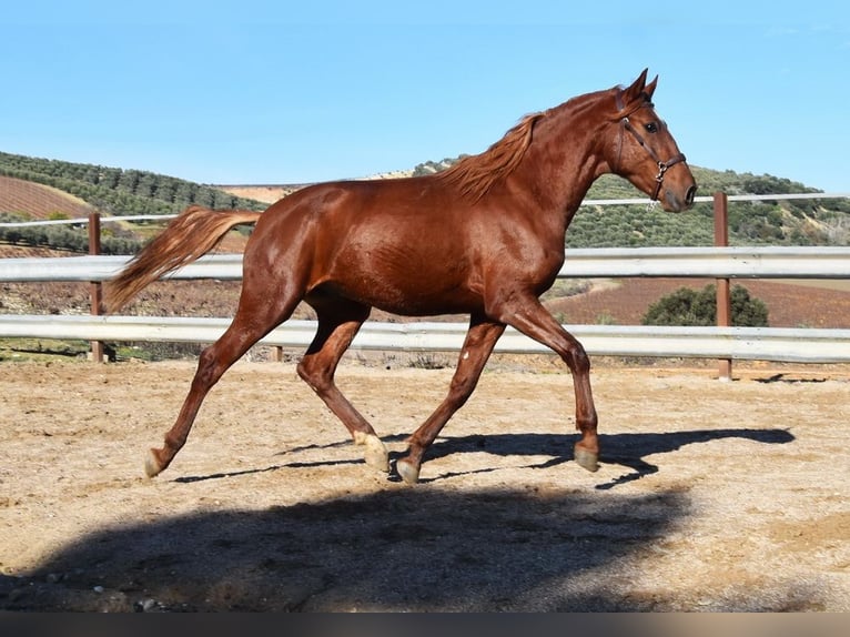 Lusitanos Wallach 4 Jahre 157 cm Fuchs in Provinz Cordoba