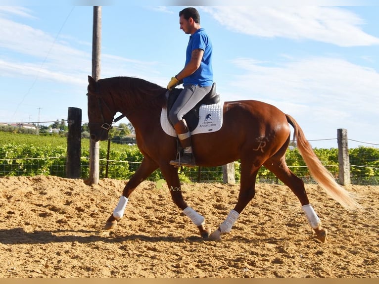 Lusitanos Wallach 4 Jahre 157 cm Fuchs in Provinz Cordoba