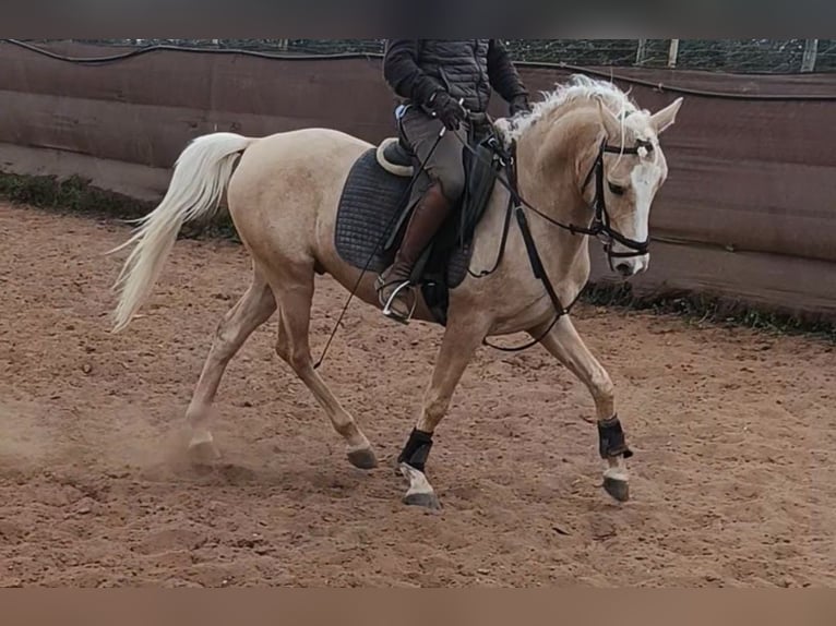 Lusitanos Wallach 4 Jahre 157 cm Palomino in Santiago de compostela
