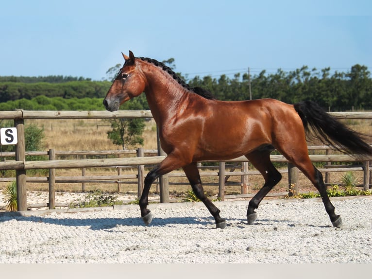 Lusitanos Wallach 4 Jahre 158 cm Brauner in Lissabon
