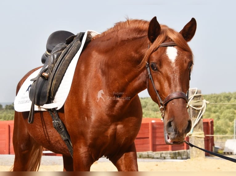 Lusitanos Wallach 4 Jahre 158 cm Fuchs in Provinz Cordoba