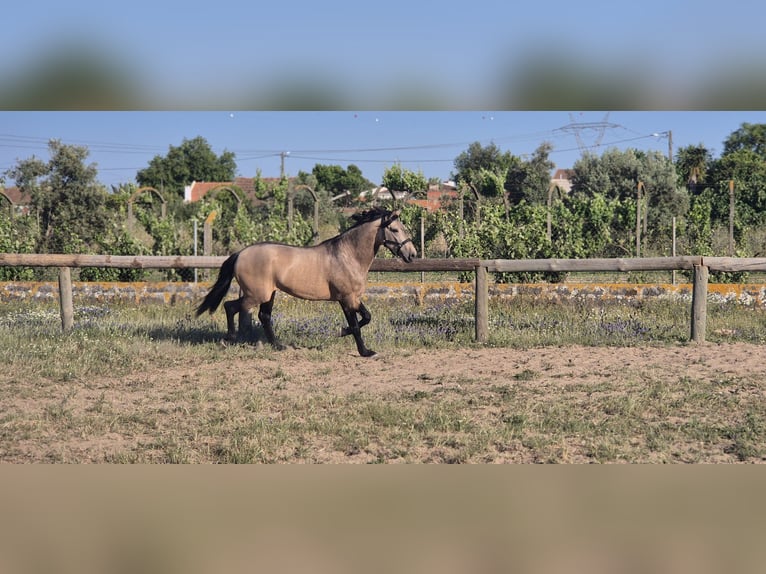 Lusitanos Mix Wallach 4 Jahre 159 cm Falbe in Samora Correia