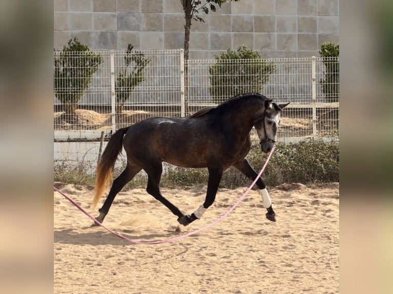 Lusitanos Wallach 4 Jahre 159 cm Schimmel in Caldas da Rainha