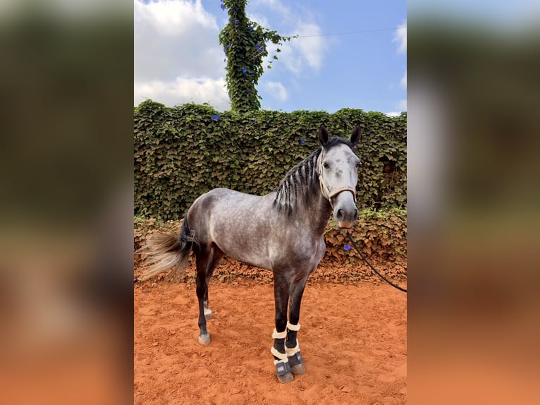 Lusitanos Wallach 4 Jahre 160 cm Apfelschimmel in Gandia