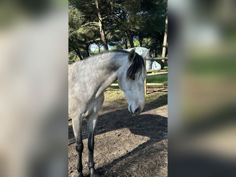Lusitanos Wallach 4 Jahre 160 cm Apfelschimmel in St. Estevao