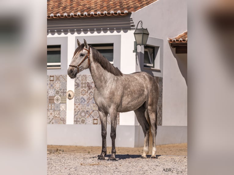 Lusitanos Wallach 4 Jahre 160 cm Apfelschimmel in St. Estevao