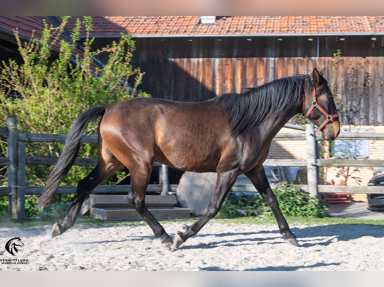 Lusitanos Wallach 4 Jahre 160 cm Dunkelbrauner in Langenthal