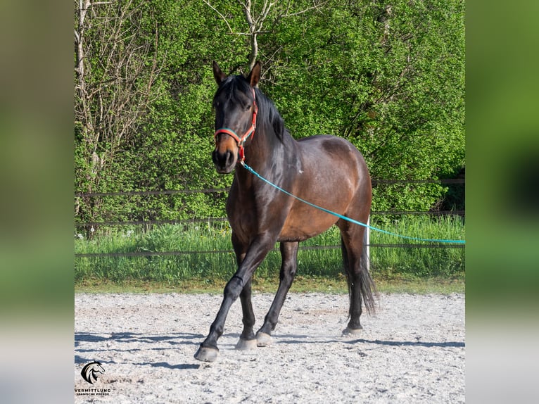 Lusitanos Wallach 4 Jahre 160 cm Dunkelbrauner in Langenthal