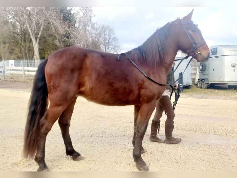 Lusitanos Mix Wallach 4 Jahre 160 cm Rotbrauner in Tuttlingen