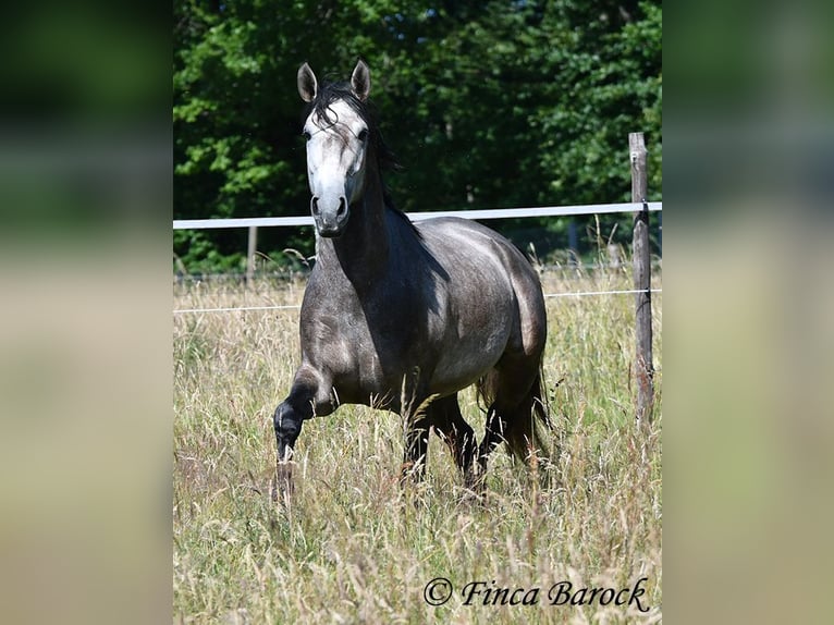 Lusitanos Wallach 4 Jahre 160 cm Schimmel in Wiebelsheim