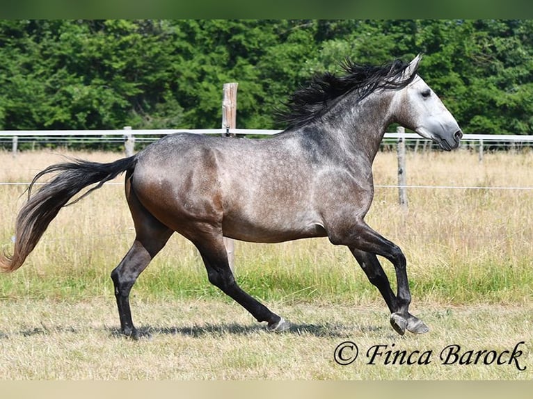 Lusitanos Wallach 4 Jahre 160 cm Schimmel in Wiebelsheim