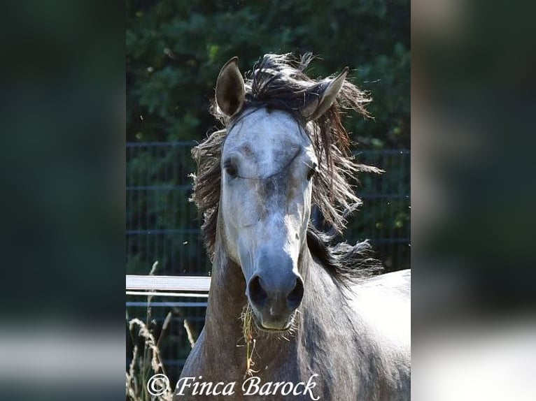 Lusitanos Wallach 4 Jahre 160 cm Schimmel in Wiebelsheim