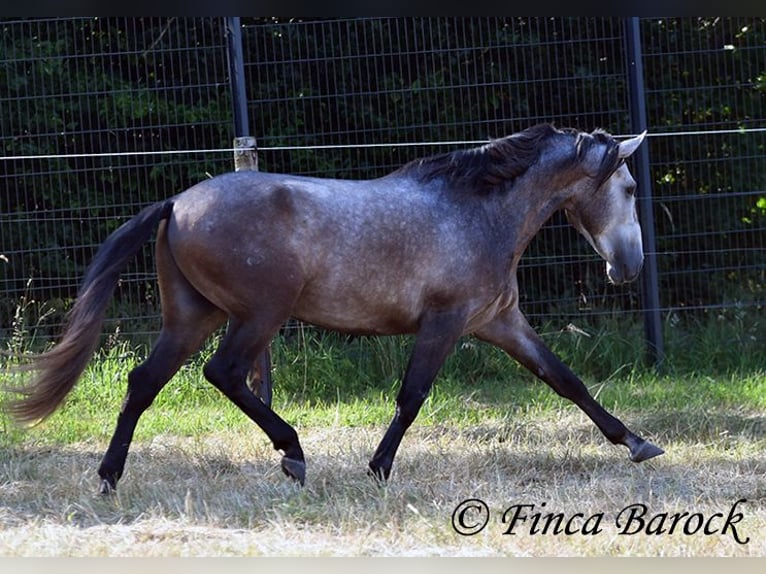 Lusitanos Wallach 4 Jahre 160 cm Schimmel in Wiebelsheim