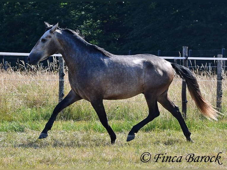 Lusitanos Wallach 4 Jahre 160 cm Schimmel in Wiebelsheim