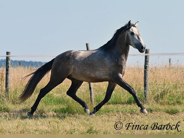 Lusitanos Wallach 4 Jahre 160 cm Schimmel in Wiebelsheim