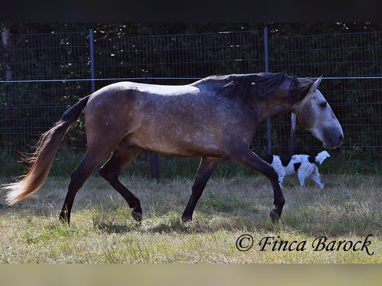 Lusitanos Wallach 4 Jahre 160 cm Schimmel in Wiebelsheim
