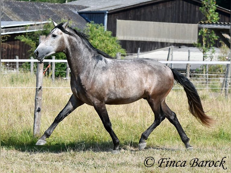 Lusitanos Wallach 4 Jahre 160 cm Schimmel in Wiebelsheim