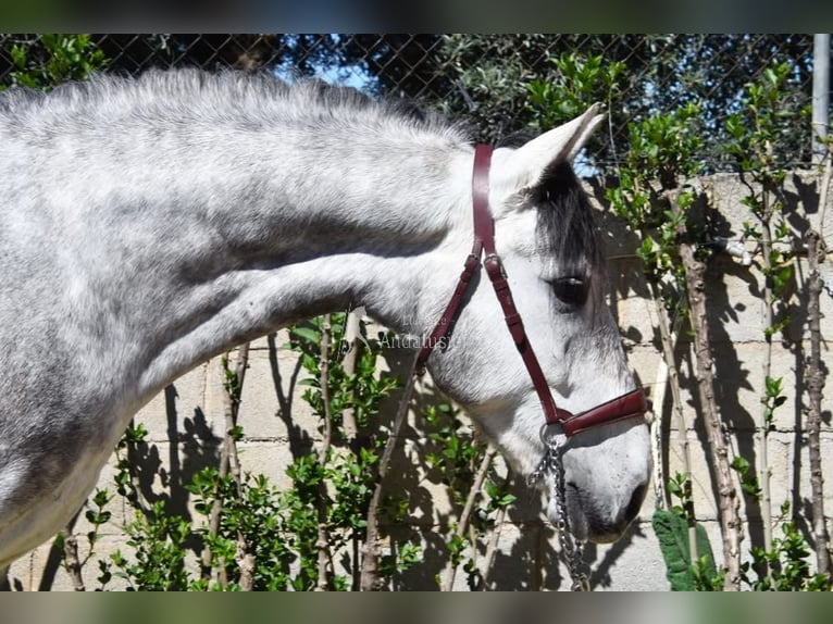 Lusitanos Wallach 4 Jahre 160 cm Schimmel in Provinz Granada