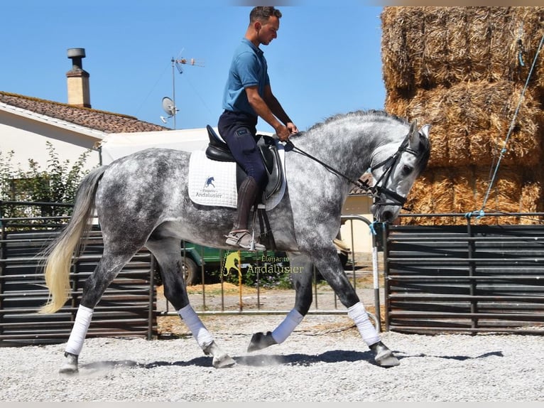 Lusitanos Wallach 4 Jahre 160 cm Schimmel in Provinz Granada