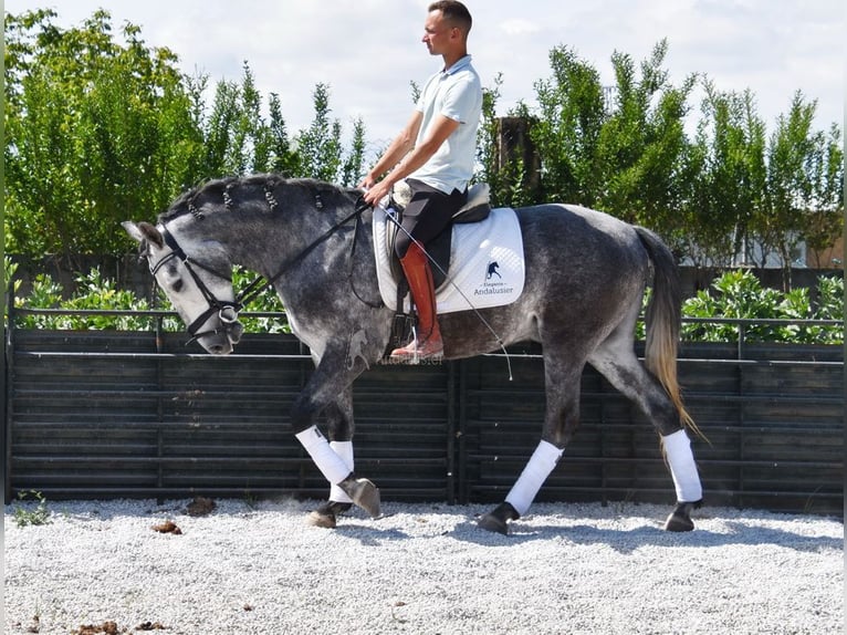 Lusitanos Wallach 4 Jahre 160 cm Schimmel in Provinz Granada