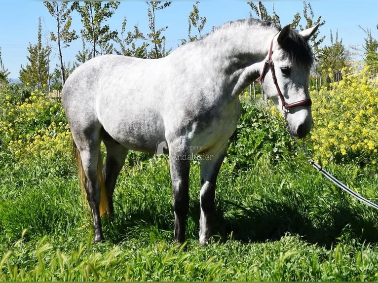 Lusitanos Wallach 4 Jahre 160 cm Schimmel in Provinz Granada