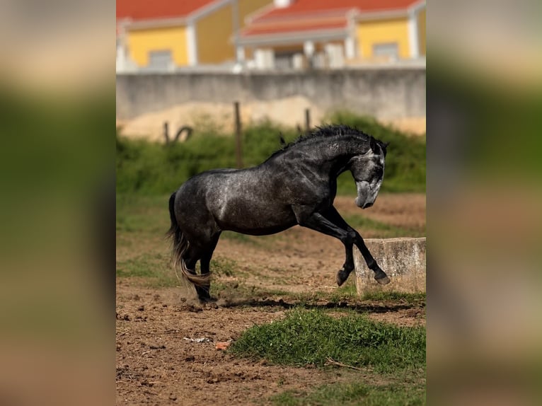Lusitanos Wallach 4 Jahre 160 cm Schimmel in Caldas da Rainha