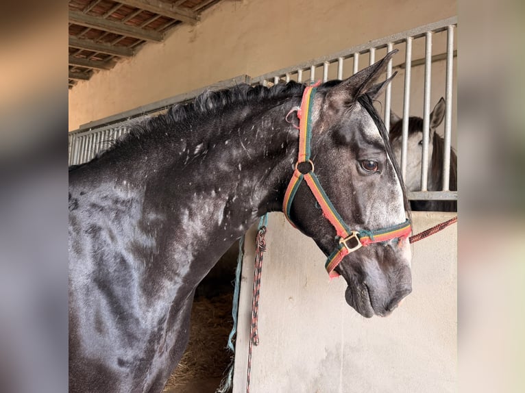 Lusitanos Wallach 4 Jahre 160 cm Schimmel in Caldas da Rainha
