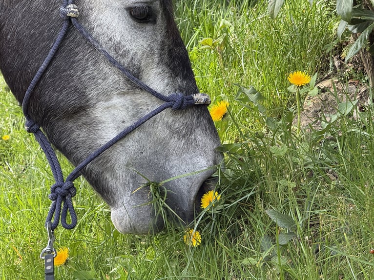 Lusitanos Mix Wallach 4 Jahre 161 cm Schimmel in RadevormwaldRadevormwald