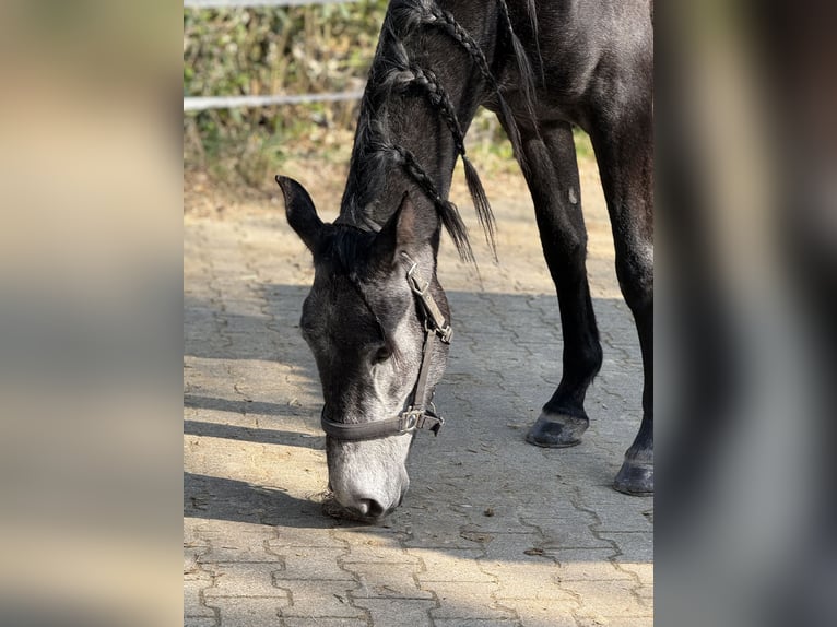 Lusitanos Mix Wallach 4 Jahre 161 cm Schimmel in RadevormwaldRadevormwald
