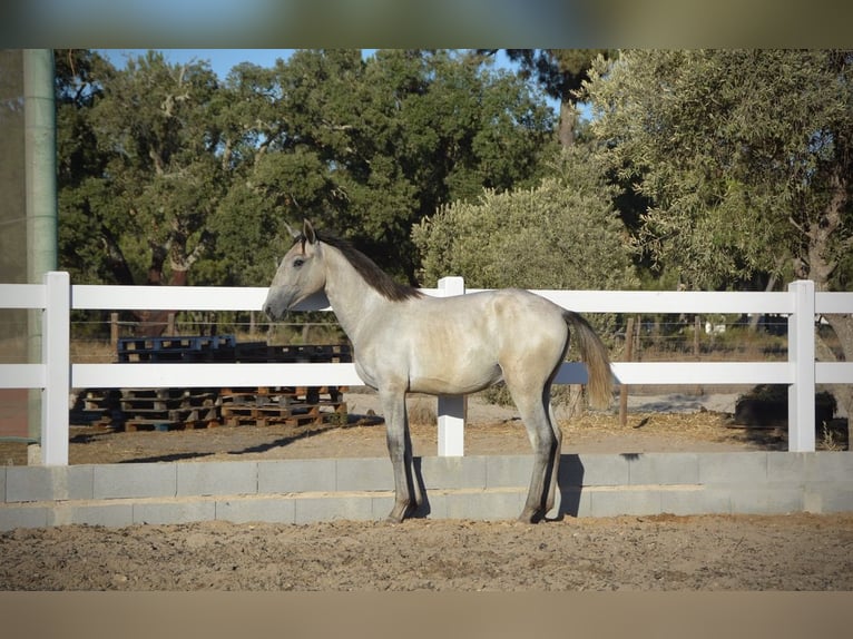 Lusitanos Wallach 4 Jahre 161 cm Schimmel in Agua Derramada