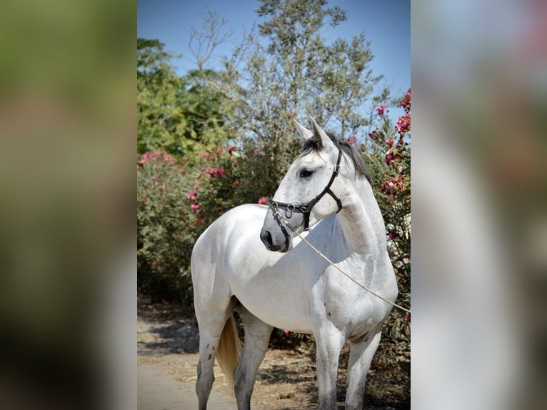 Lusitanos Wallach 4 Jahre 161 cm Schimmel in Agua Derramada