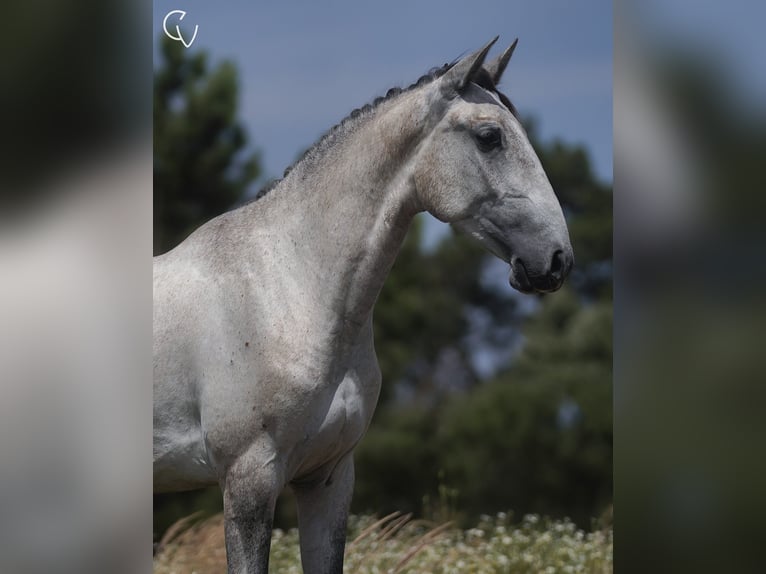 Lusitanos Wallach 4 Jahre 161 cm Schimmel in Agua Derramada