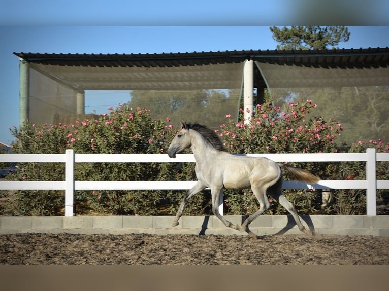 Lusitanos Wallach 4 Jahre 161 cm Schimmel in Agua Derramada