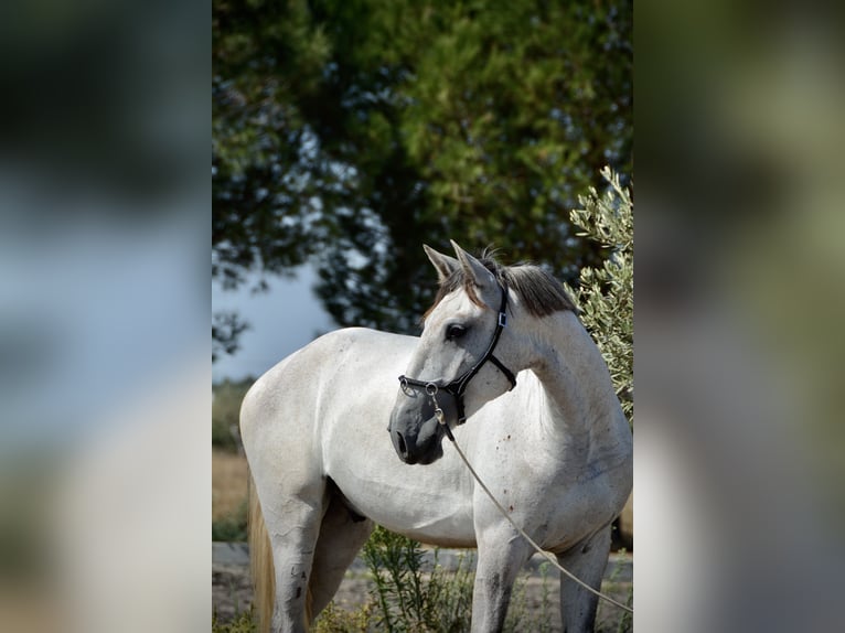 Lusitanos Wallach 4 Jahre 161 cm Schimmel in Agua Derramada
