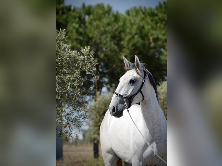 Lusitanos Wallach 4 Jahre 161 cm Schimmel in Agua Derramada