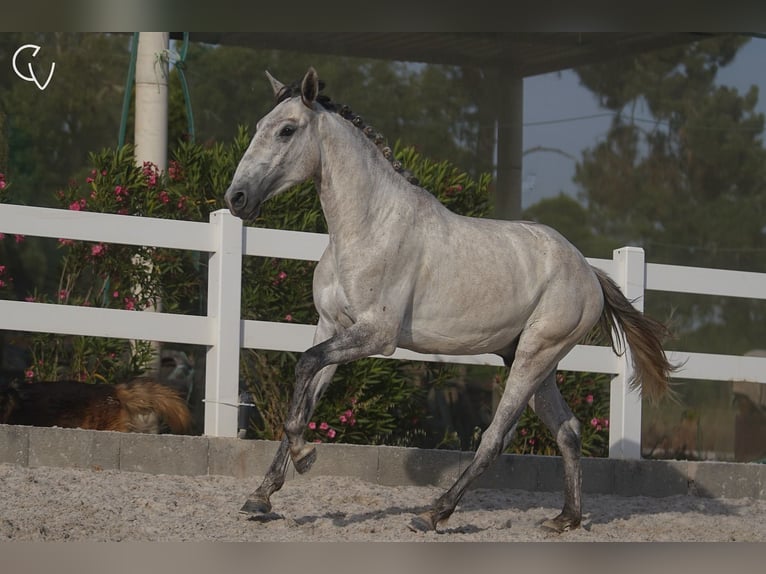 Lusitanos Wallach 4 Jahre 161 cm Schimmel in Agua Derramada
