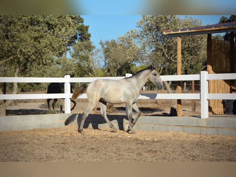 Lusitanos Wallach 4 Jahre 161 cm Schimmel in Agua Derramada