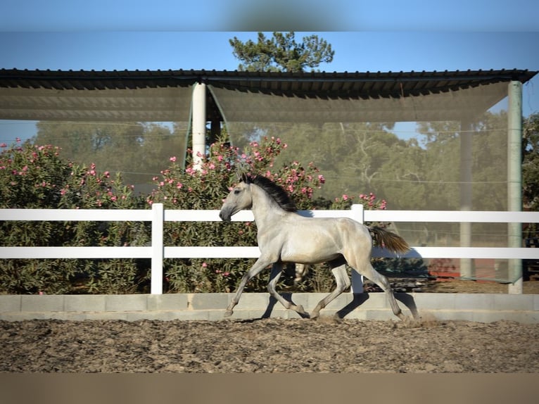 Lusitanos Wallach 4 Jahre 161 cm Schimmel in Agua Derramada