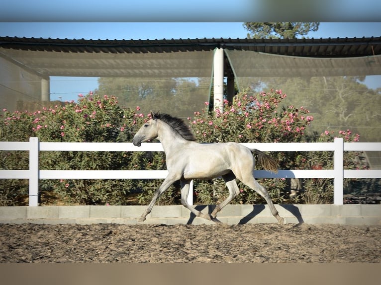 Lusitanos Wallach 4 Jahre 161 cm Schimmel in Agua Derramada
