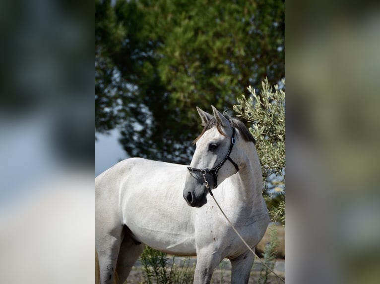 Lusitanos Wallach 4 Jahre 161 cm Schimmel in Agua Derramada
