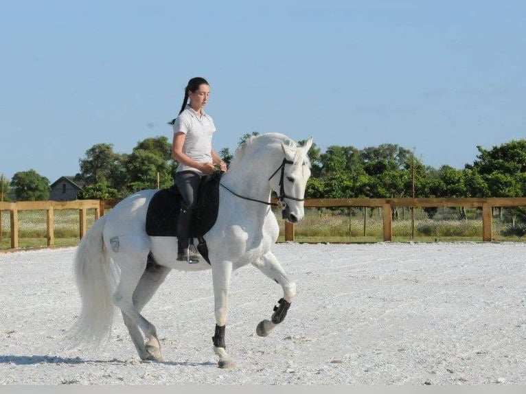 Lusitanos Mix Wallach 4 Jahre 161 cm Schimmel in Soyen