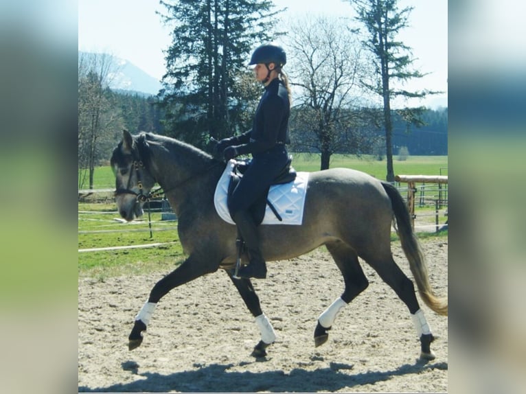 Lusitanos Wallach 4 Jahre 162 cm Schimmel in Irschenberg