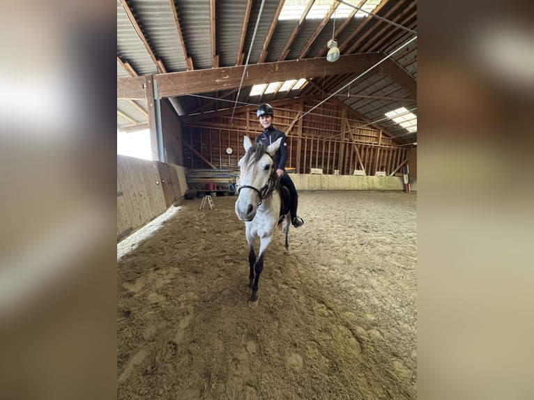 Lusitanos Wallach 4 Jahre 163 cm Apfelschimmel in Thalheim AG