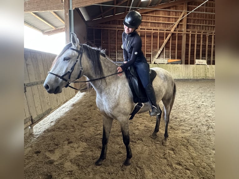 Lusitanos Wallach 4 Jahre 163 cm Apfelschimmel in Thalheim AG