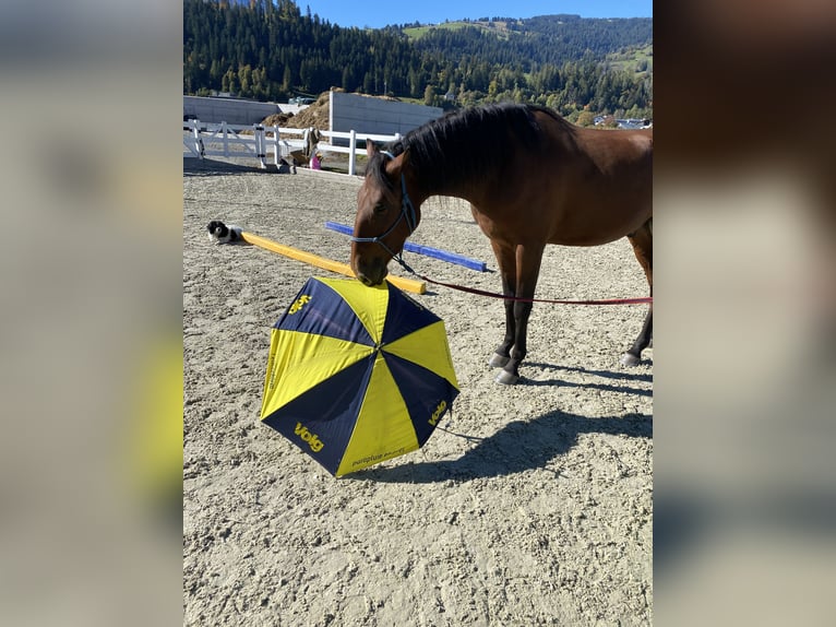 Lusitanos Wallach 4 Jahre 163 cm Brauner in Thusis