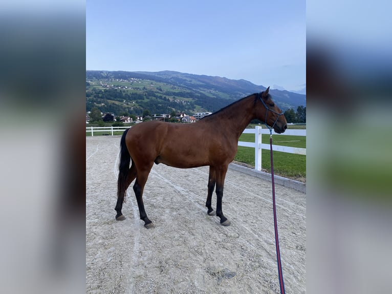 Lusitanos Wallach 4 Jahre 163 cm Brauner in Thusis
