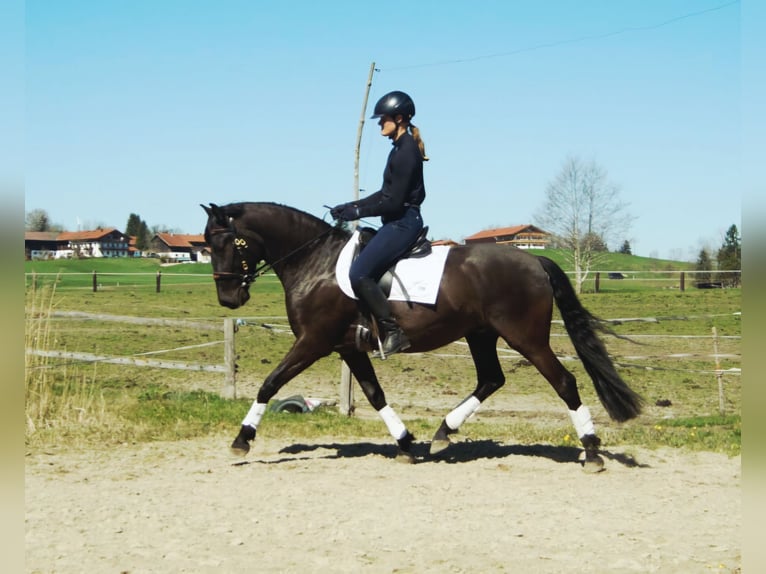 Lusitanos Wallach 4 Jahre 163 cm Rappe in Irschenberg