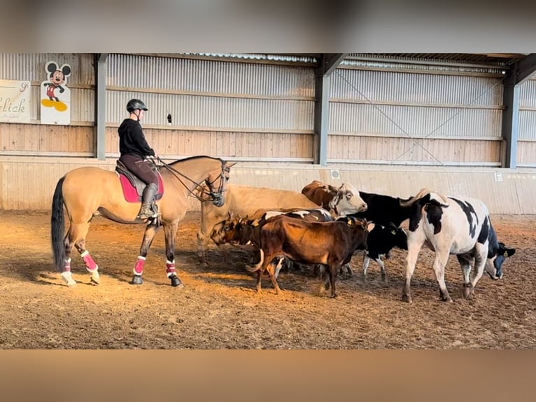 Lusitanos Wallach 4 Jahre 164 cm Falbe in Rodenbach