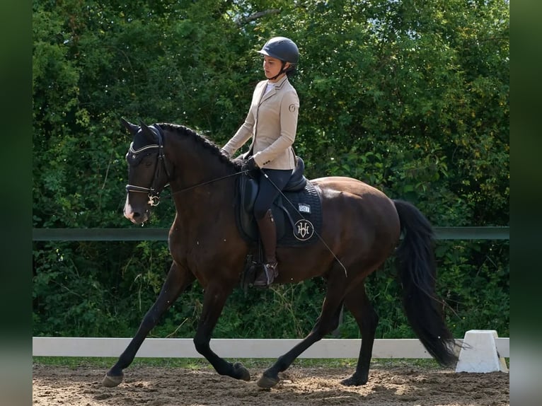 Lusitanos Wallach 4 Jahre 164 cm Rappe in Neu-Anspach