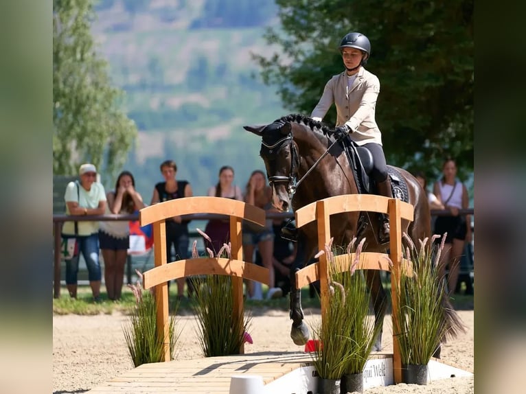 Lusitanos Wallach 4 Jahre 164 cm Rappe in Neu-Anspach